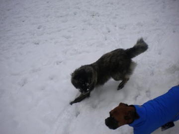 Gypsy & Wilson